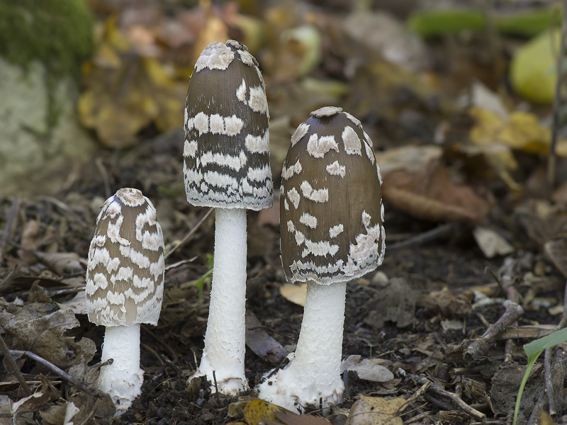 Coprinopsis picacea